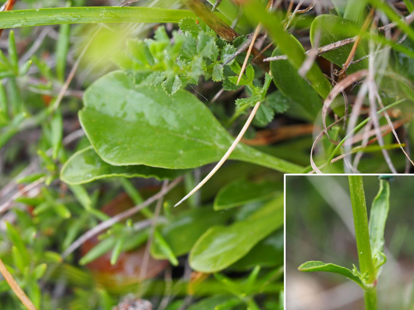 Soapwort, Alpine leaf